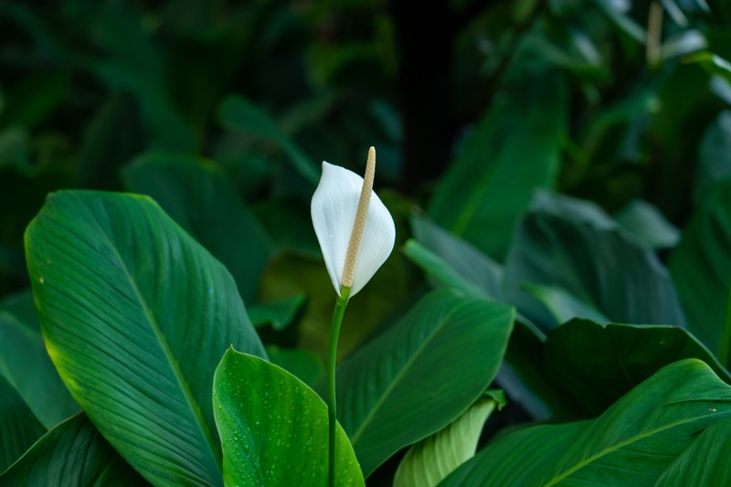 peace lily requires subtle amount of light for blooming flowers